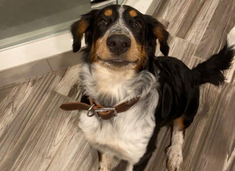 Blue Heeler Bernese Mountain mix dog waiting for treats