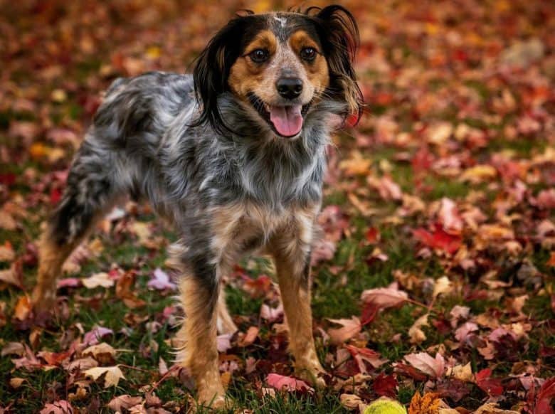 Blue Heeler Cocker Spaniel mix dog playing a ball outside