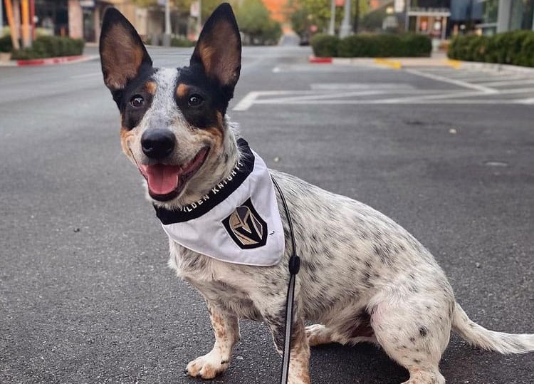 Blue Heeler Dachshund mix dog sitting on the road
