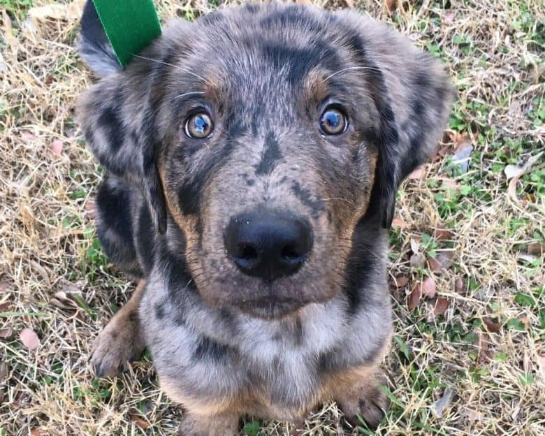 Blue Heeler Golden Retriever mix dog portrait