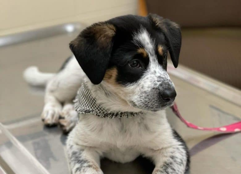 Blue Heeler Lab mix puppy