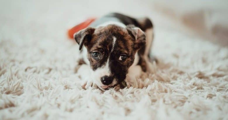 A precious Blue Heeler Pitbull puppy on a cream rug