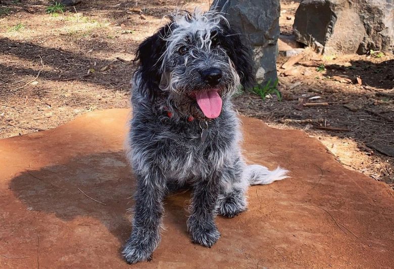 Blue Heeler Poodle mix dog portrait