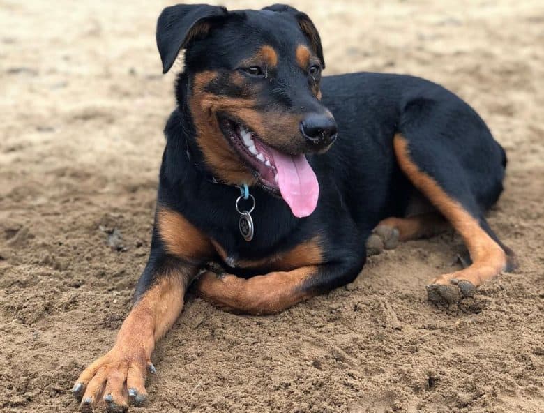Blue Heeler Rottweiler mix dog lying on the ground