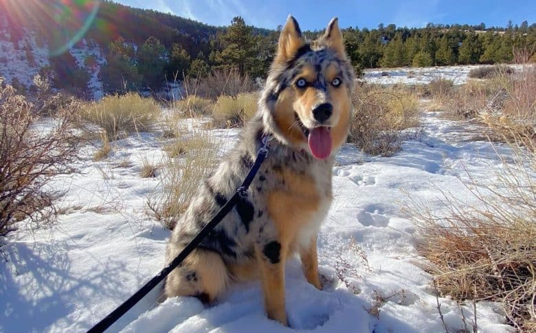 Blue merle and tan Australian Shepherd dog