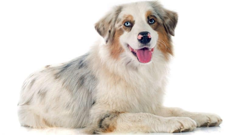 Blue merle Australian Shepherd dog portrait