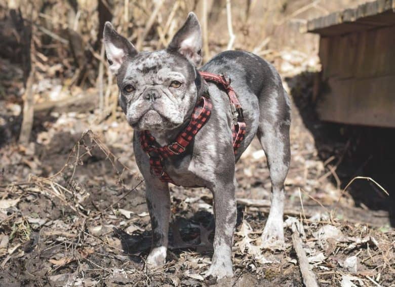 A Blue Merle French Bulldog with red checkered harness