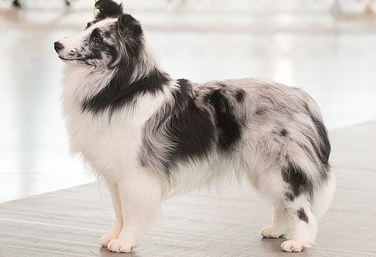 Miniature Collie breed info The 101 on this cute and smart dog