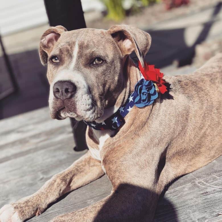 A Blue Nose Brindle Pitbull