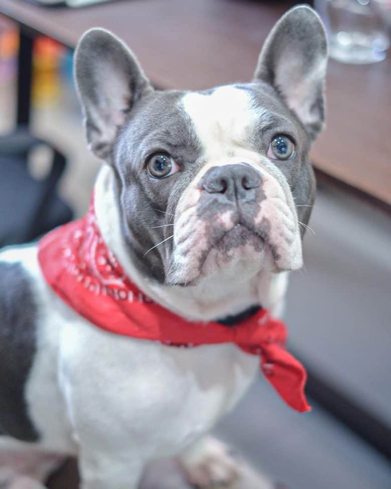 A Blue Pied Frenchie wearing a red scarf