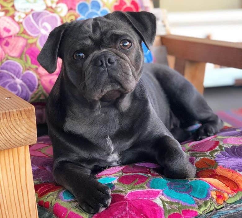 Ein blauer Mops, der auf einem bunten Stuhl liegt