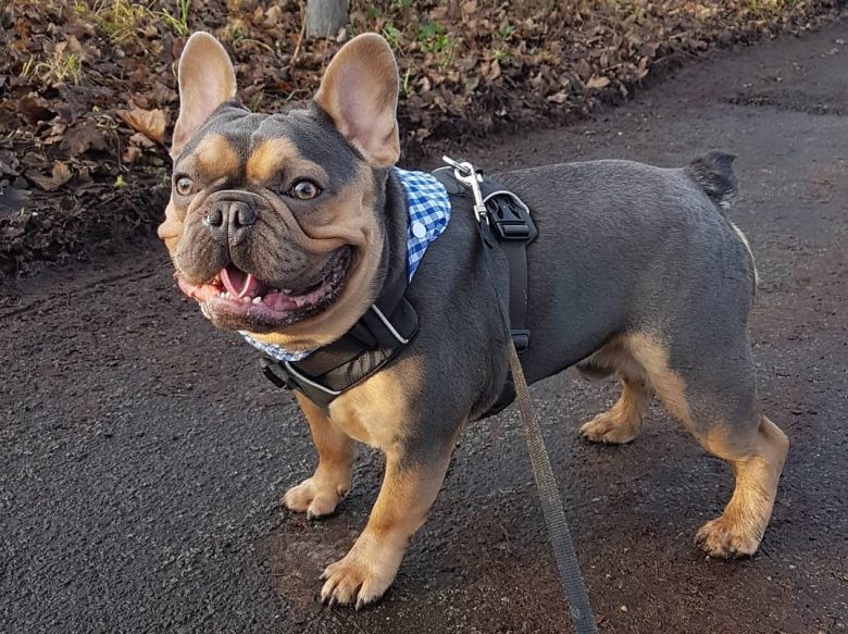 A Blue and Tan French bulldog smiling