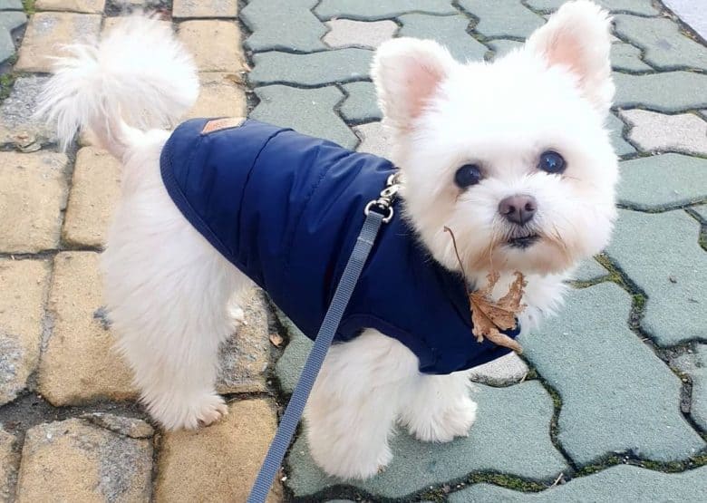 A gentle Maltipom wearing a blue sweater
