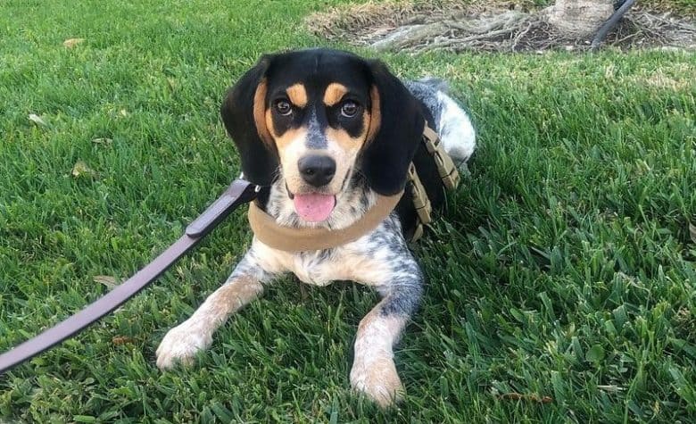 A Bluetick Beagle puppy laying on the grass