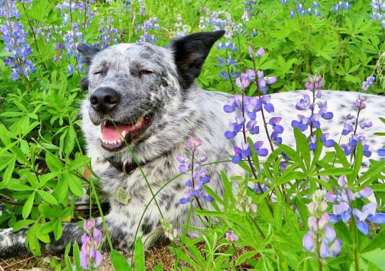 Border Collie Blue Heeler mix dog relaxing in the middle of stunning wild flowers
