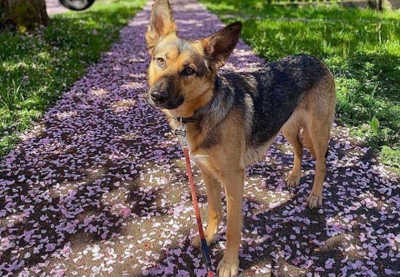 Border Collie German Shepherd mix dog posing in a walkway full of cherry blossom flowers