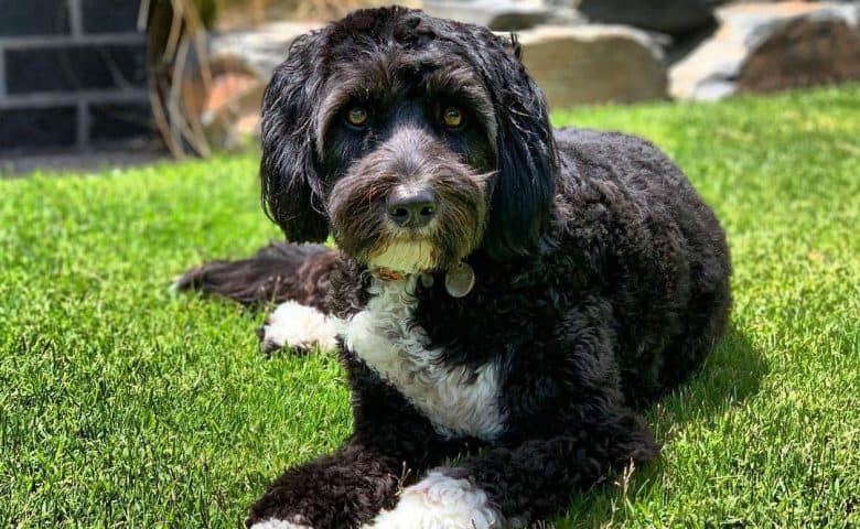 Border Collie Poodle mix dog lying on the grass under the sun