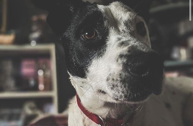 Border Collie, Staffordshire Bull Terrier and Jack Russell Terrier mix dog portrait