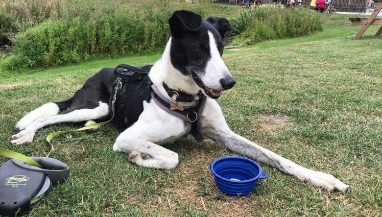 A Border Greyhound patiently laying outdoors