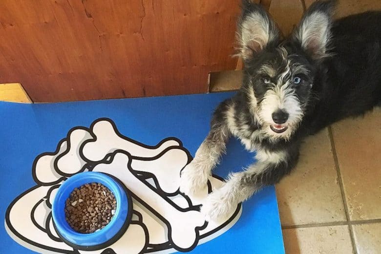 Border Terrier and Alaskan Malamute mix dog lying in front of the food