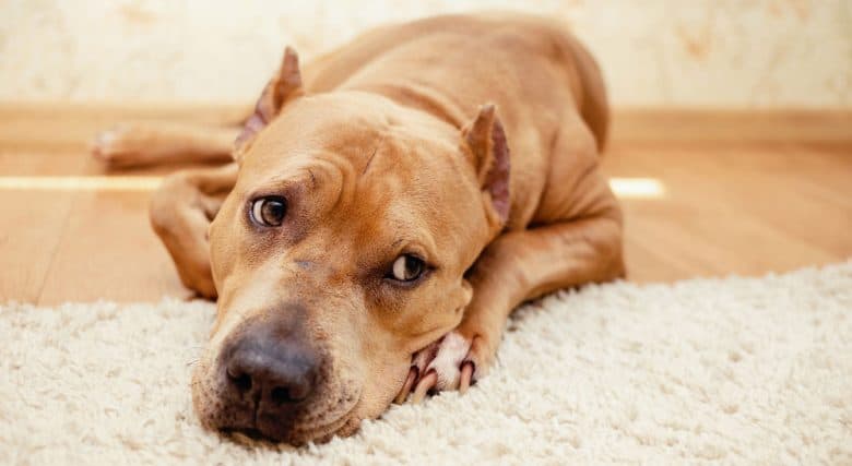 A bored American Staffordshire Terrier lying at home