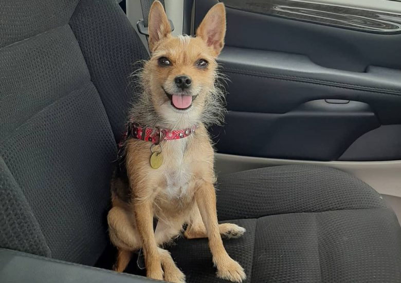Boston Terrier and Yorkie mix dog inside the car