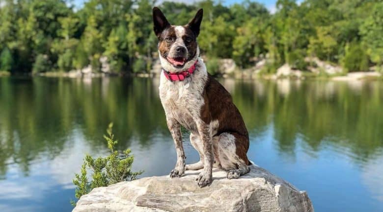Boston Terrier Blue Heeler mix dog sitting on the rock near the lake