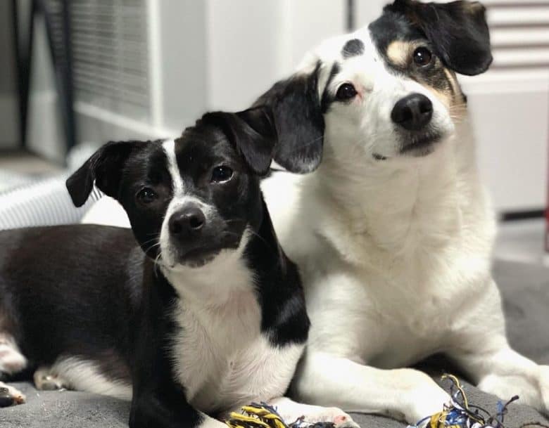 Jack russell beagle mix black sales and white