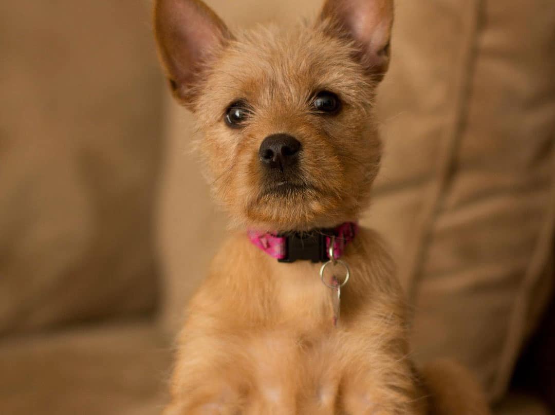 40 Different Exciting Types of Yorkie Mixes K9 