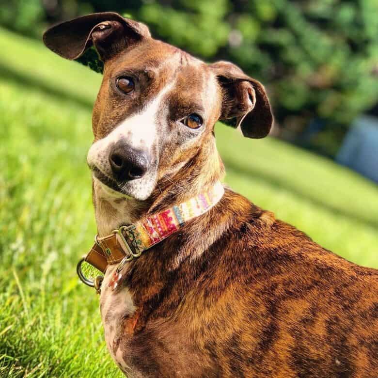 A Boxer Dachshund mix