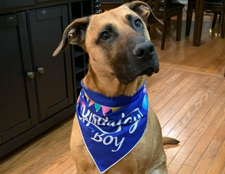 Boxer German Shepherd mix dog wearing a birthday scarf