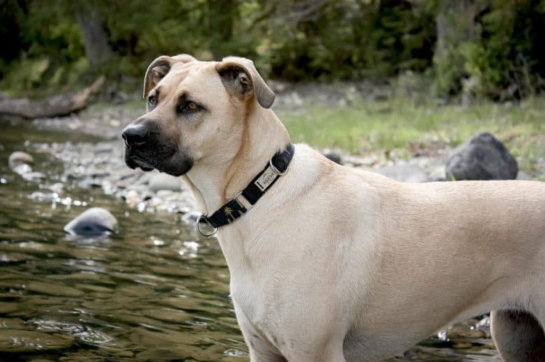A golden Boxer Shepherd standing on a river