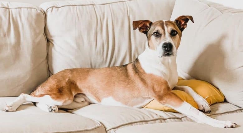 A Boxerji laying comfortably on a couch