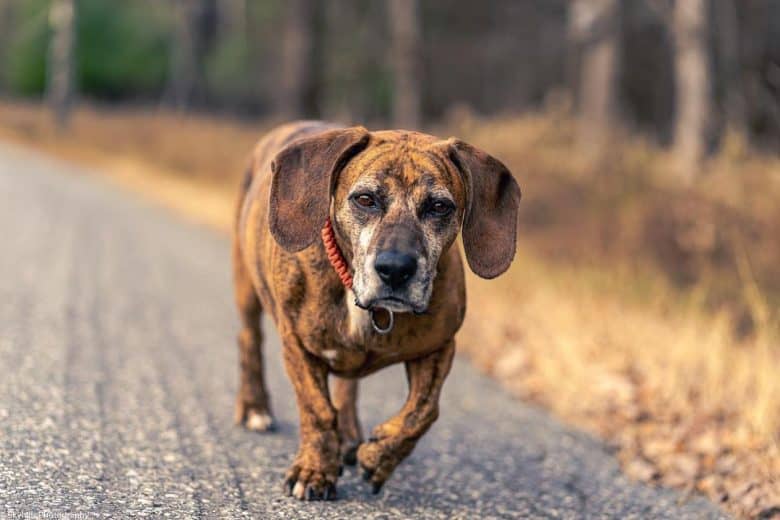 A Boxset walking on a roadside wearing a red collar