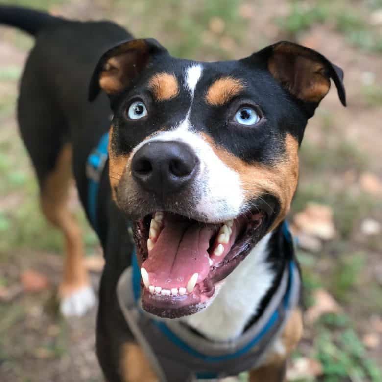 A happy tri-color Boxsky with blue-eyes