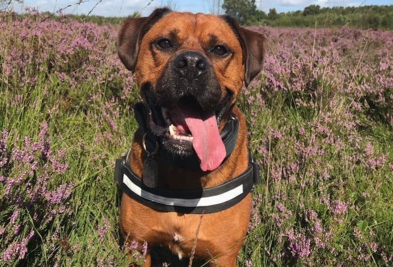 A handsome Boxweiler in a lavender field