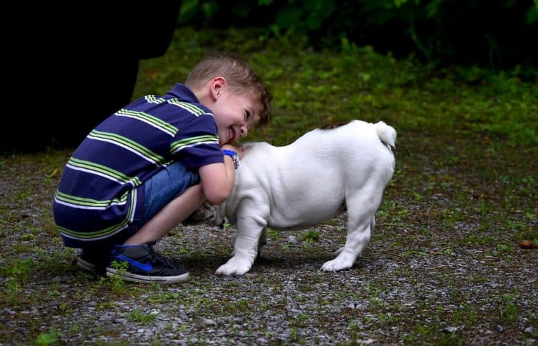 a happy kid hugging an English Bulldog 