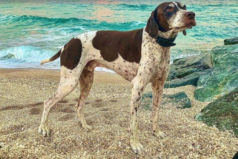 A Braque Francais standing on pebbles near water