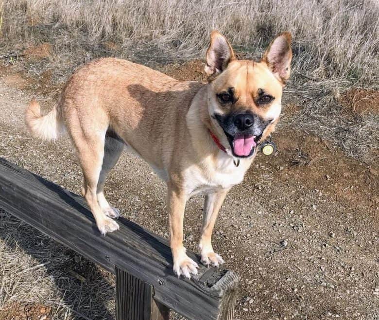 Pug Mixes 37 Different Pug Crossbreeds K9 Web