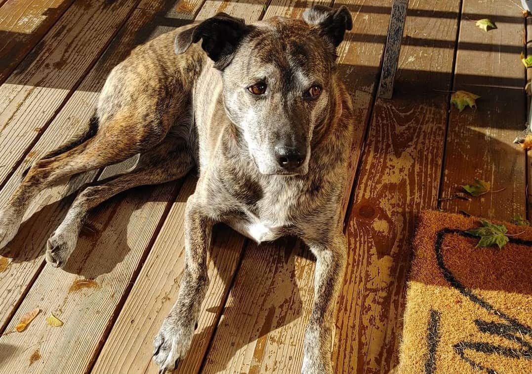 Greyhound Mixes 28 Different Greyhound Crossbreeds K9 