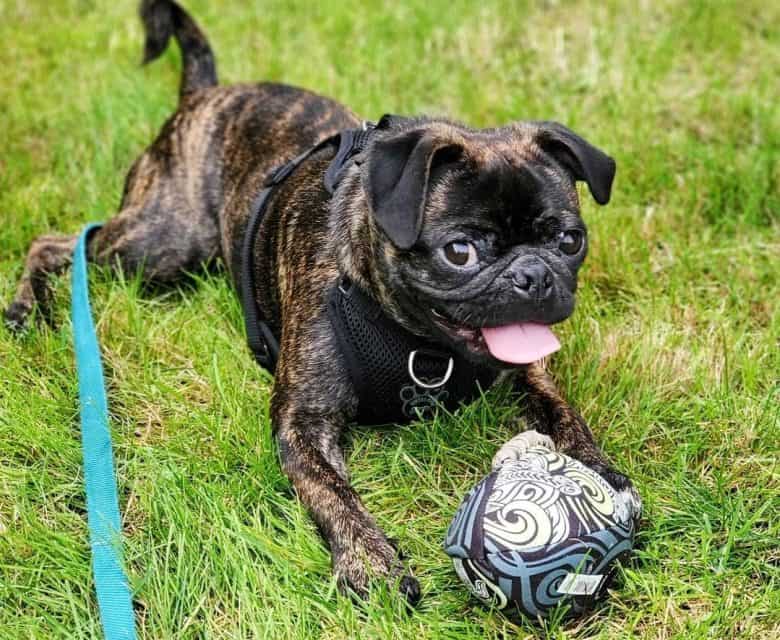 A brindle Bugg with a toy on the grass