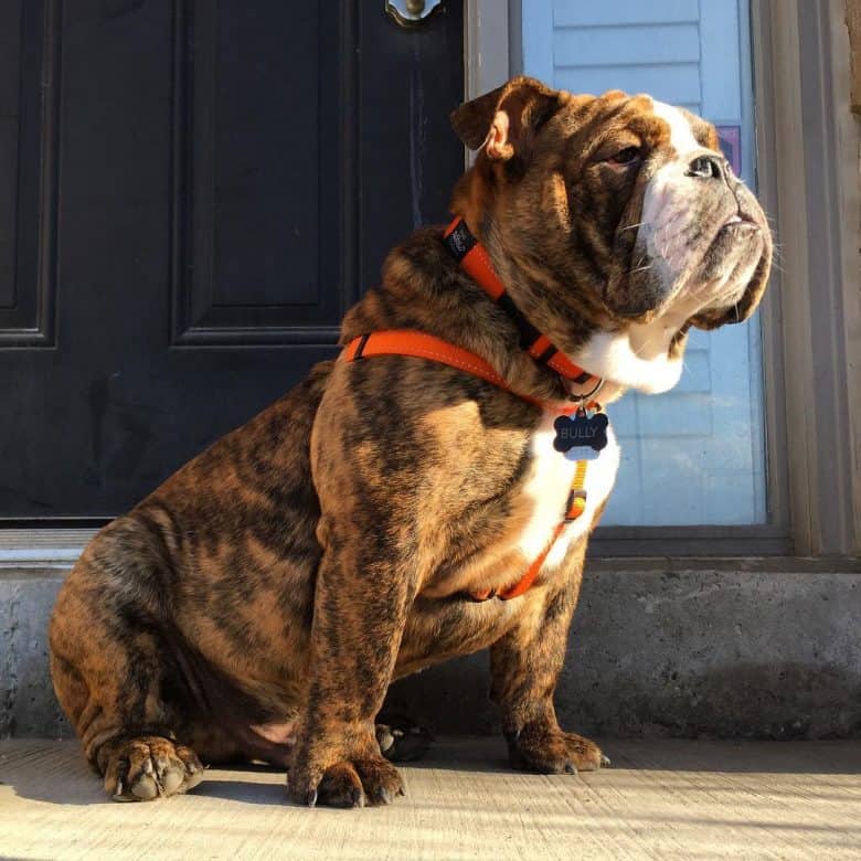 A Brindle Bulldog sitting with orange stripes harness