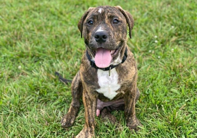 A Brindle English Bulldog Pittie mix happily sitting on grass