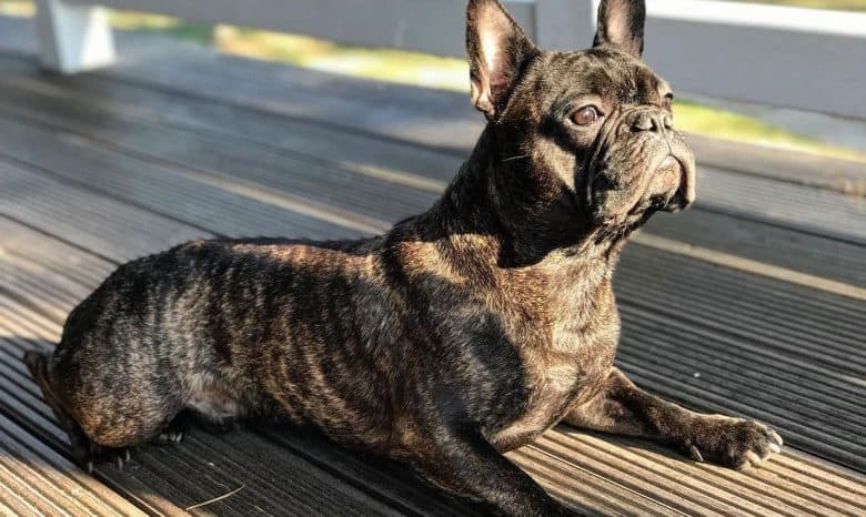 Brindle French Bulldog curious for something