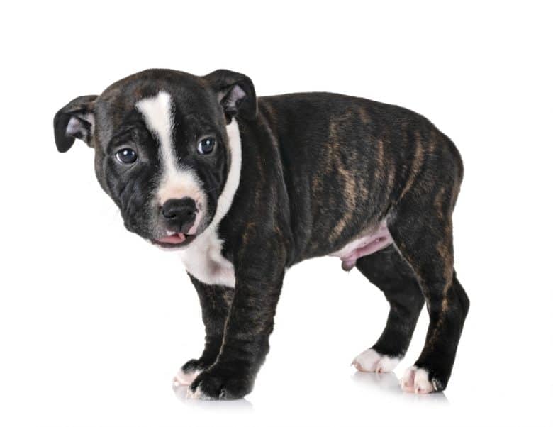 A Staffordshire Bull Terrier puppy