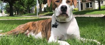 a Brindle Pitbull resting on the grass