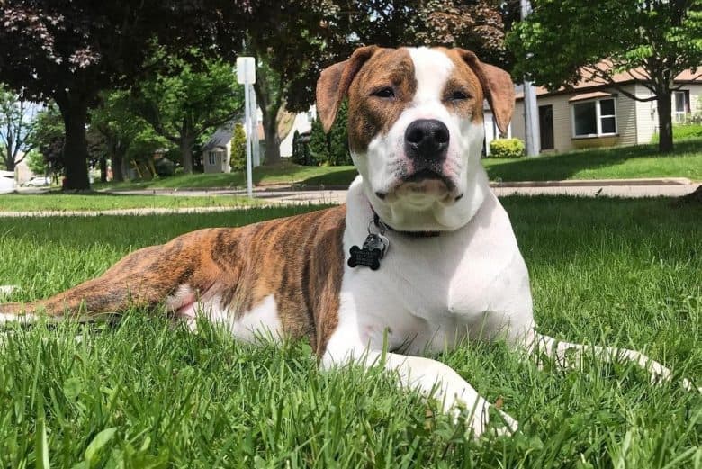 A Brindle Pitbull resting on the grass