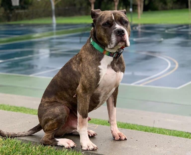 Brindle Pitbulls Are they Rare? What Kind of Pitties Have this Color