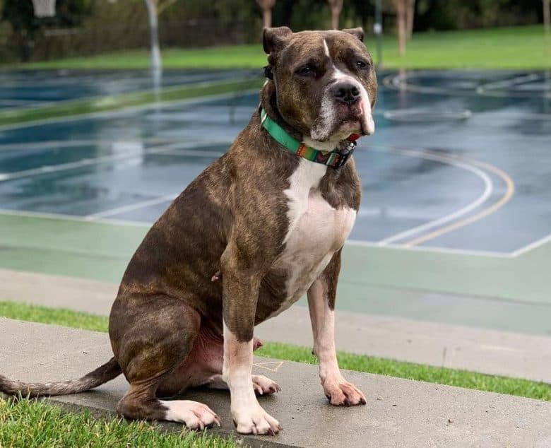 Brindle Pitbull enjoying the rainy outdoor