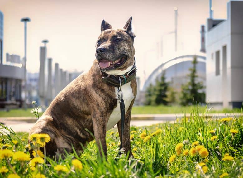 A Brindle Pittie sitting on a garden with yellow flowers